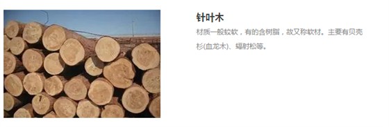 針葉木 針葉木
