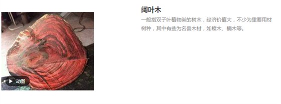 闊葉木